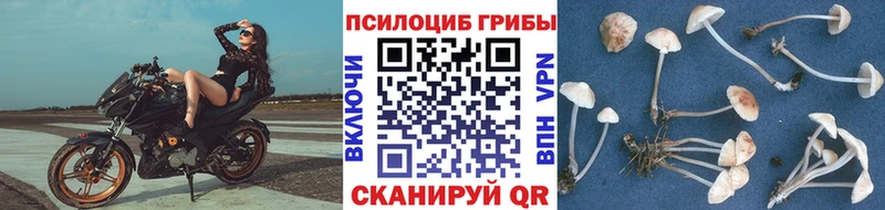 Галлюциногенные грибы Psilocybine cubensis  что такое   Уржум 